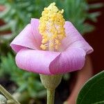 Lagunaria patersonia फूल