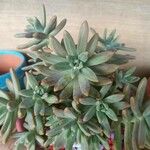 Dudleya greenei 树皮