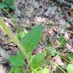 Campanula glomerata Leaf