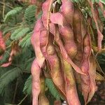 Senegalia ataxacantha Fruit