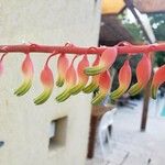 Gasteria disticha Flower