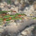 Salicornia perennis Leaf