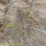 Campylanthus glaber Habitatea