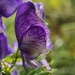 Aconitum variegatum Цвят