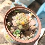 Mammillaria proliferaFruit