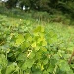 Oxalis dillenii Leaf