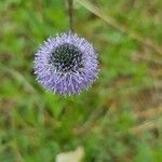 Globularia bisnagaricaFlors