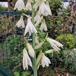 Galtonia candicans Flower