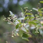 Ligustrum sinense Fruto