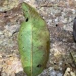 Detarium macrocarpum Blatt