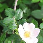 Rosa corymbifera Hoja