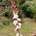 Prunus armeniaca Cvet