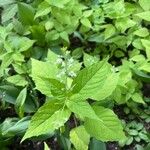 Circaea canadensis Fulla