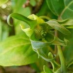 Cananga odorata Flower