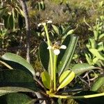 Neoguillauminia cleopatra Flower