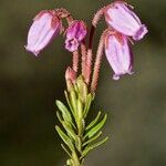 Phyllodoce caerulea Flower