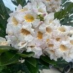 Murraya paniculata Λουλούδι