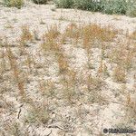 Hoffmannseggia glauca Habit