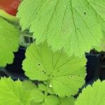 Geum macrophyllum Blad