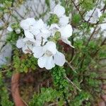 Prostanthera cuneata Çiçek