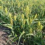 Sorghum bicolor Habit