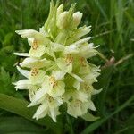 Dactylorhiza sambucina Blomma