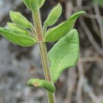 Teucrium flavum Blatt