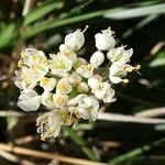 Teesdalia nudicaulis Λουλούδι