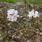 Rhododendron laudandum आदत