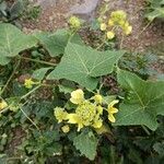 Bryonia verrucosa Flor