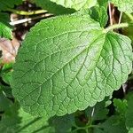 Stachys alpina Leaf