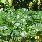 Hydrocotyle ranunculoides 葉