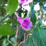 Strobilanthes hamiltoniana Квітка