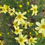 Coreopsis tripteris Квітка