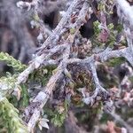 Thymelaea hirsuta Bark