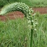 Albuca virens ശീലം