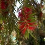 Callistemon viminalis 花