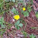 Potentilla canadensis Blomst