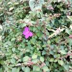 Heterotis rotundifolia Flower