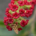 Elattostachys apetala Flor