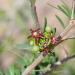 Periploca angustifolia Цвят