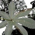 Cecropia insignis Hoja