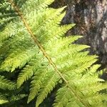 Polystichum mohrioides Hoja