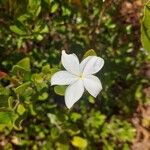 Mascarenhasia arborescens Flor