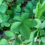 Potentilla simplex Feuille