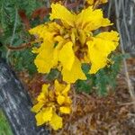 Handroanthus chrysanthus Flower