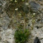 Sedum fragrans Habitus