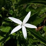 Hippobroma longiflora Λουλούδι