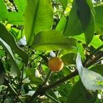 Garcinia cochinchinensis Fruto