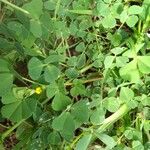 Medicago coronata Hoja